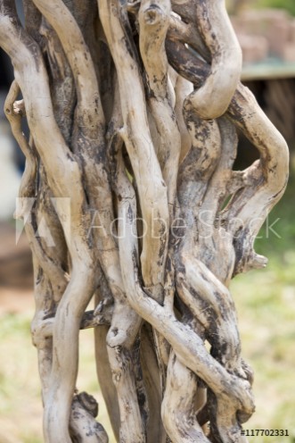 Picture of Twisted branches
